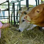 Rivoli Gospodarstwo agroturystyczne *